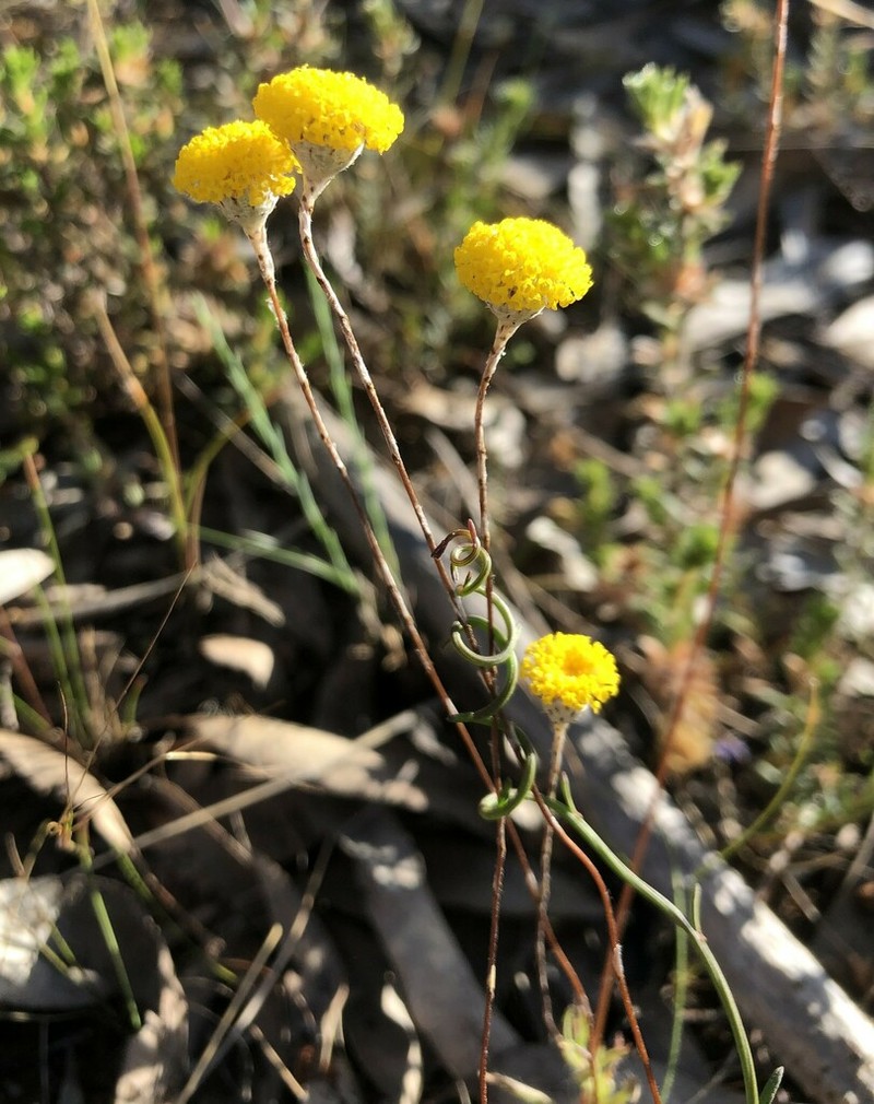 Leptorhynchos tetrachaetus photo 3