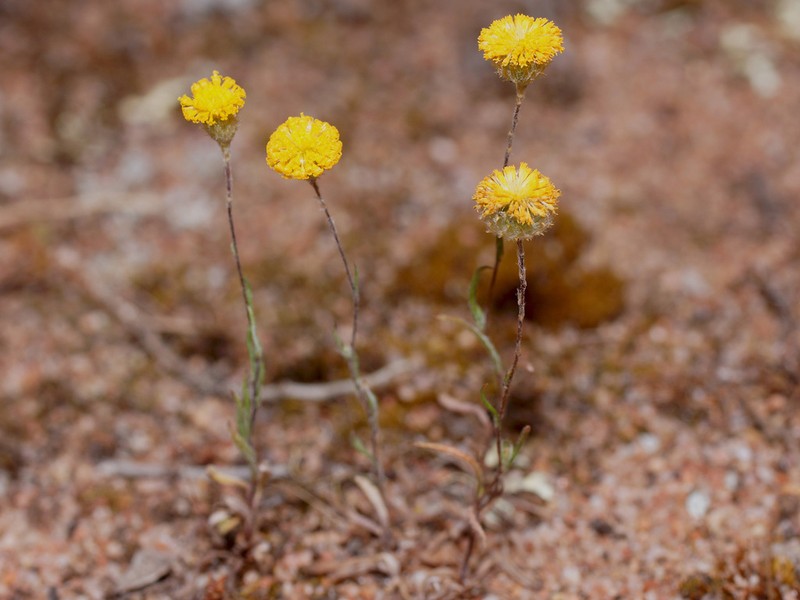 Leptorhynchos tetrachaetus photo 4