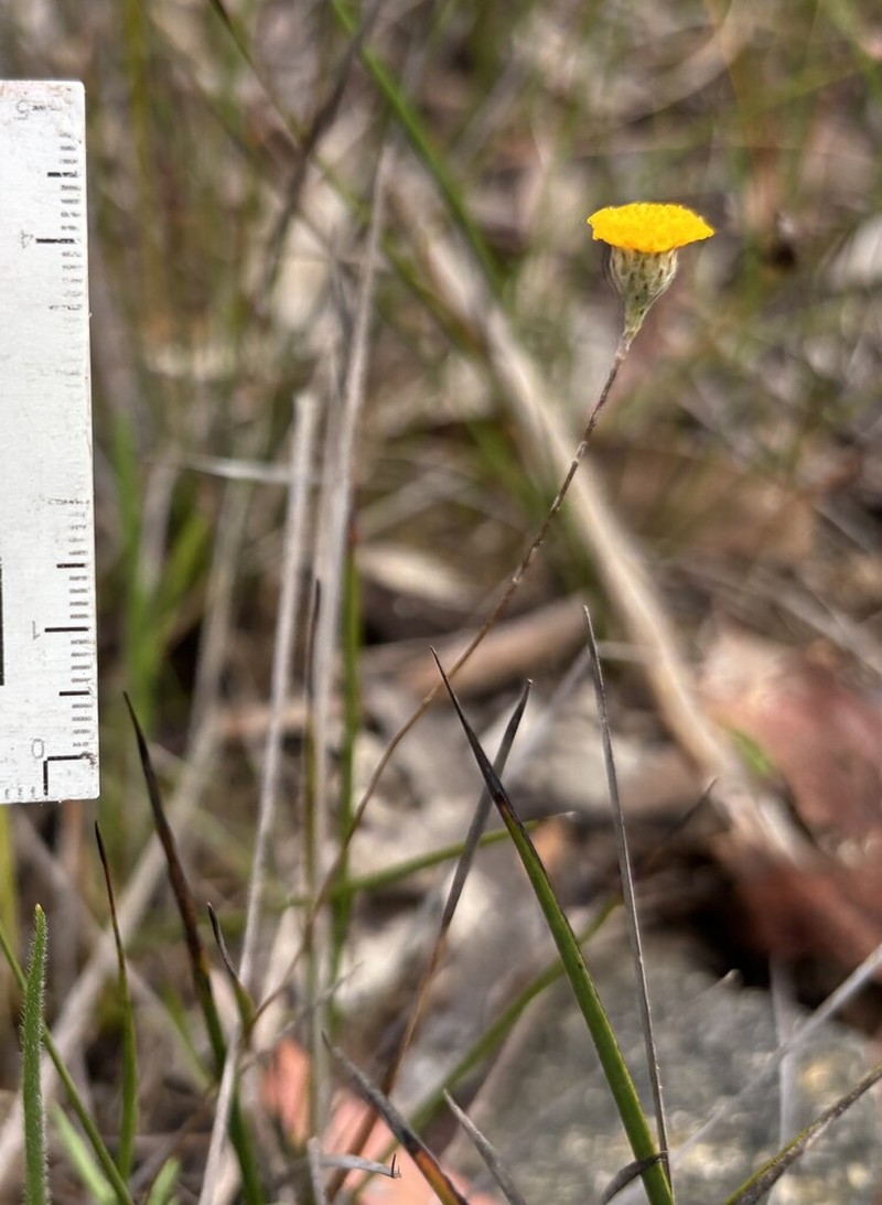 Leptorhynchos tetrachaetus photo 5