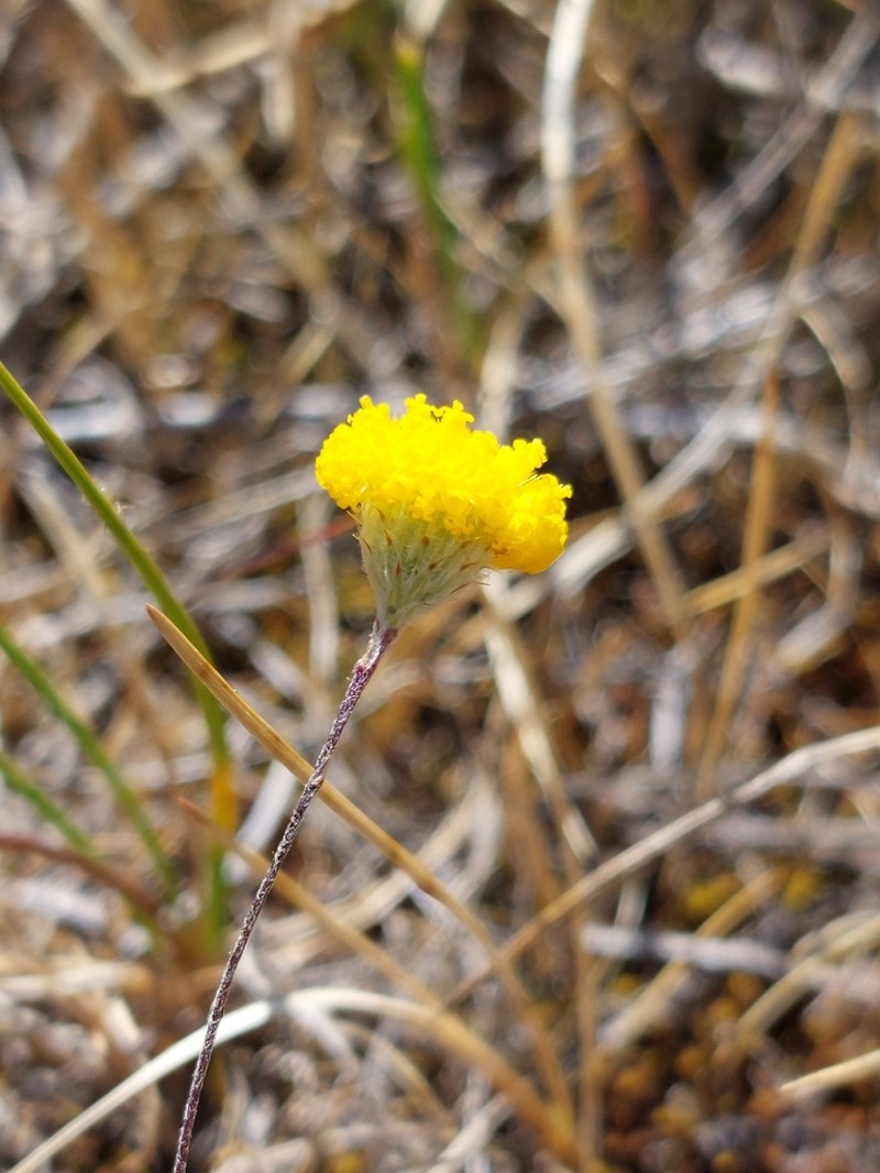 Leptorhynchos tetrachaetus photo 6