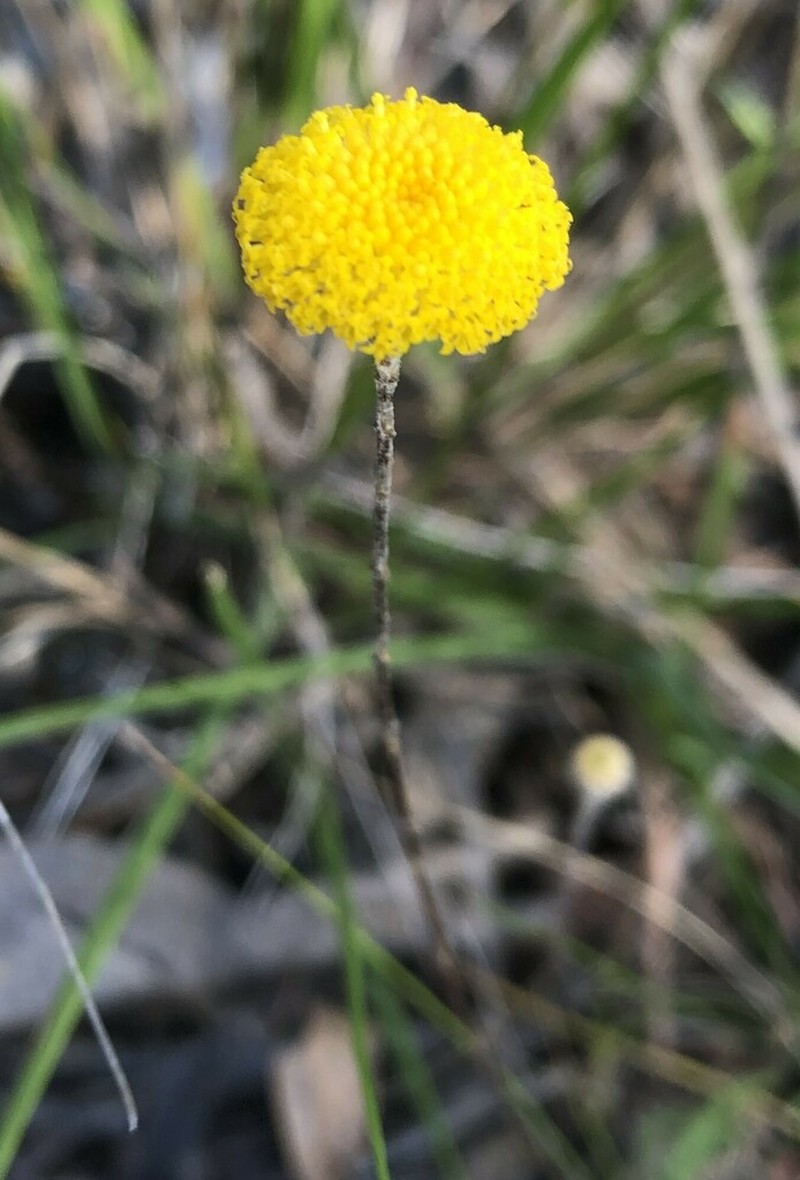 Leptorhynchos tetrachaetus photo 7