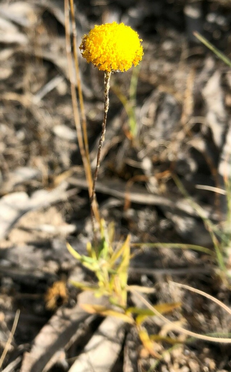 Leptorhynchos tetrachaetus photo 8