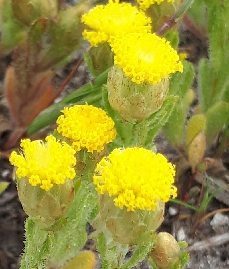 Leptorhynchos waitzia photo 3