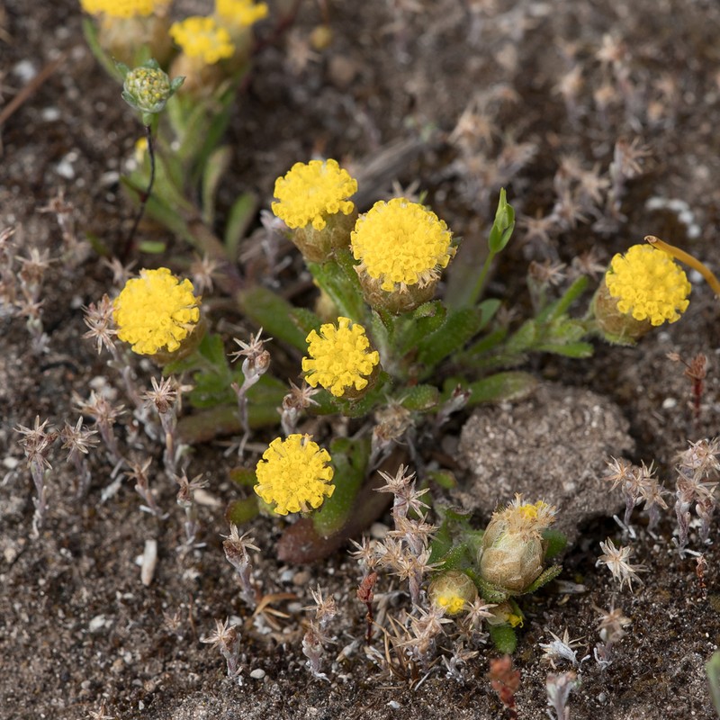 Leptorhynchos waitzia photo 4
