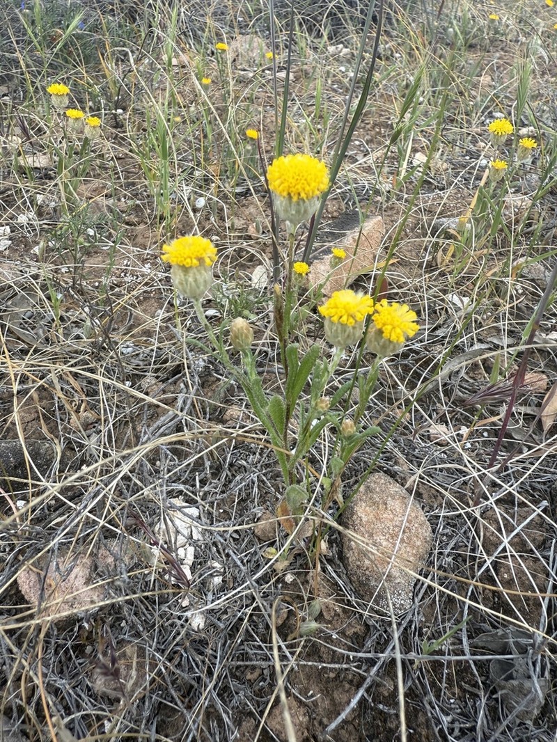 Leptorhynchos waitzia photo 5