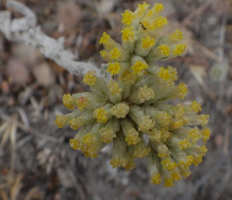 Leptorhynchos waitzia photo 6
