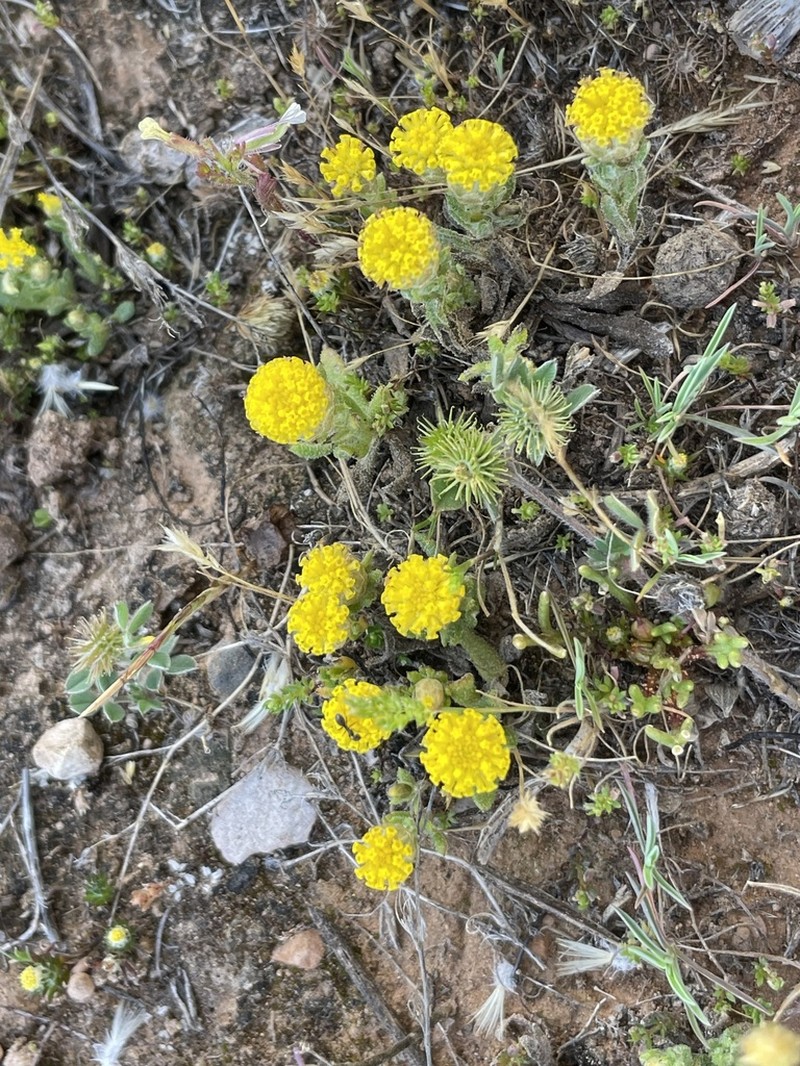 Leptorhynchos waitzia photo 8