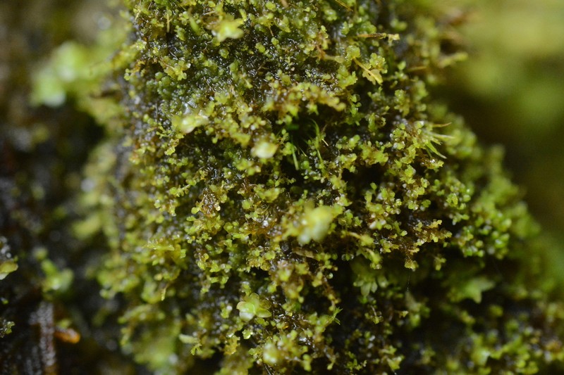 Leptoscyphus cuneifolius