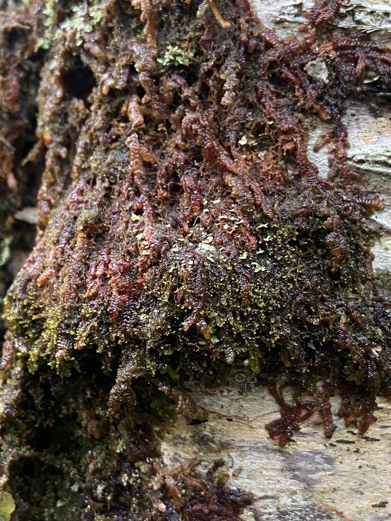 Leptoscyphus cuneifolius photo 2