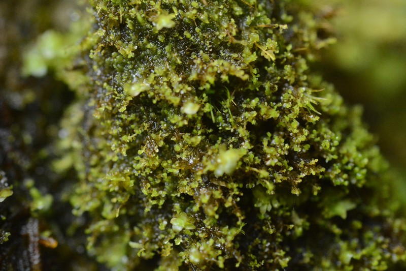 Leptoscyphus cuneifolius photo 4