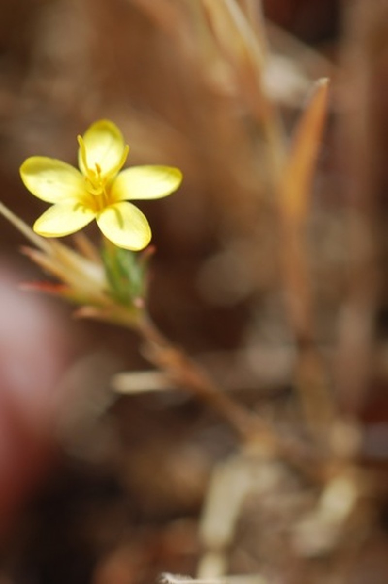 Bristly Linanthus photo 2