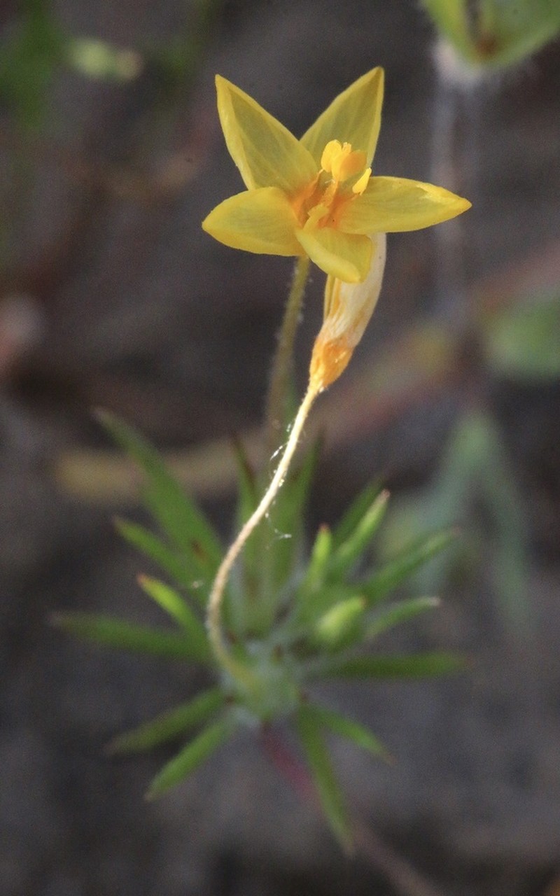 Bristly Linanthus