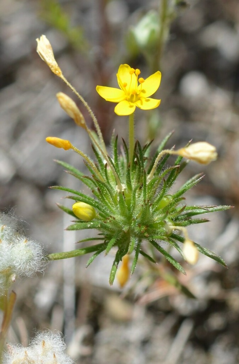 Bristly Linanthus photo 2