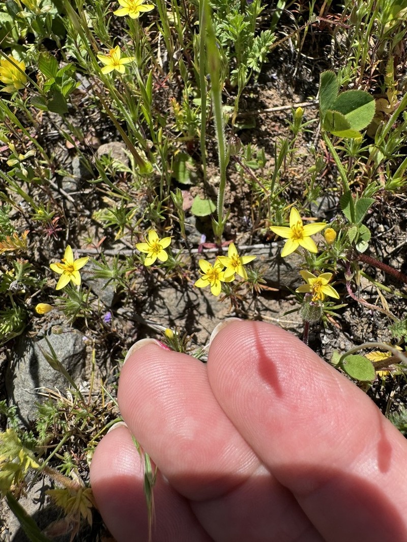 Bristly Linanthus photo 3