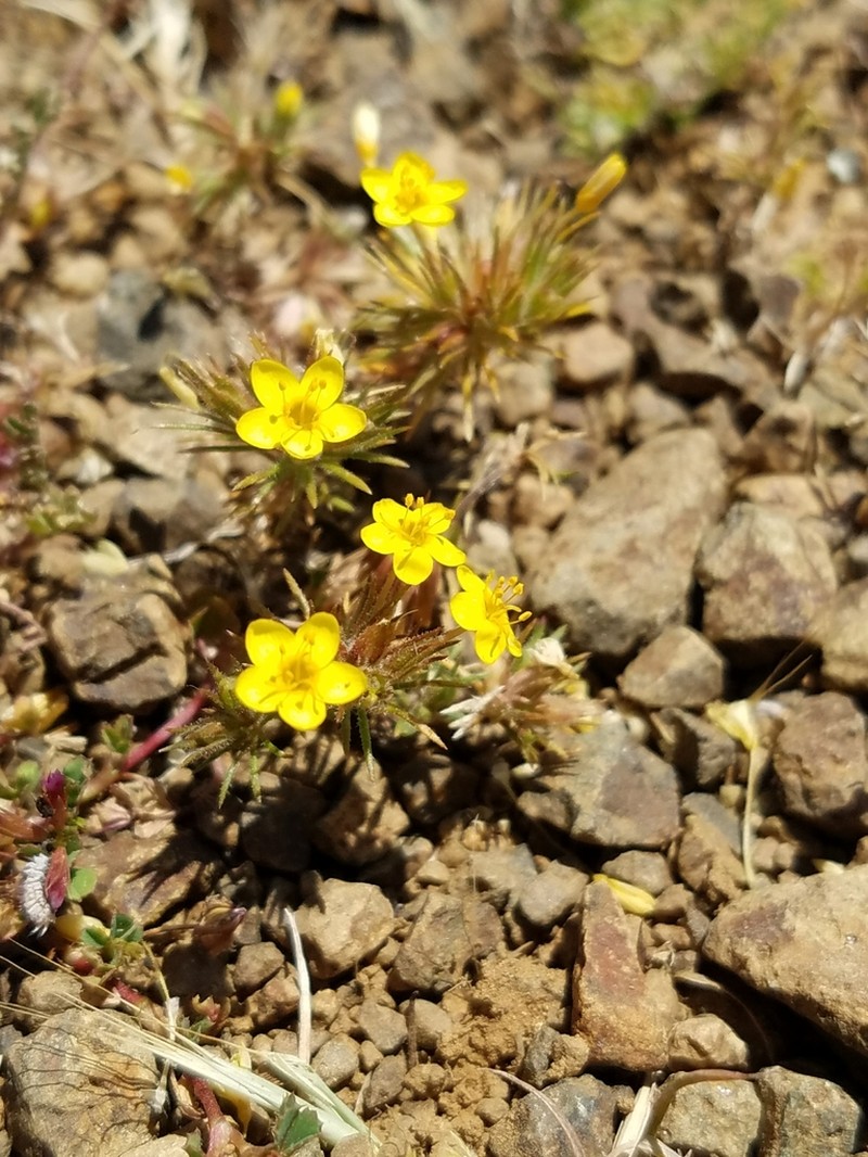 Bristly Linanthus photo 4