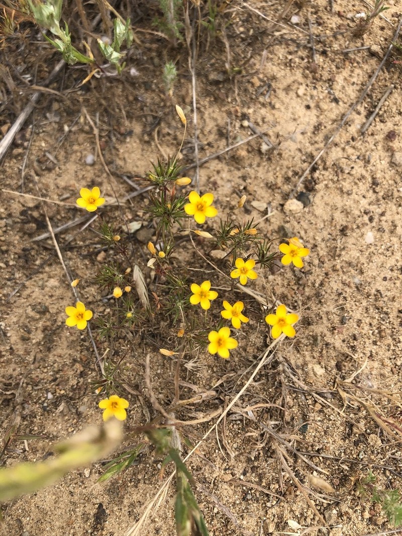 Bristly Linanthus photo 5