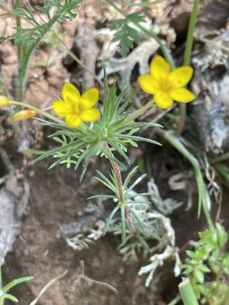 Bristly Linanthus photo 6