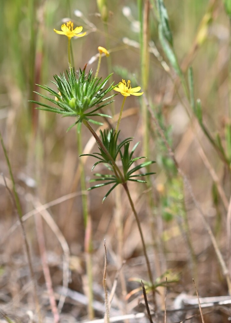 Bristly Linanthus photo 7