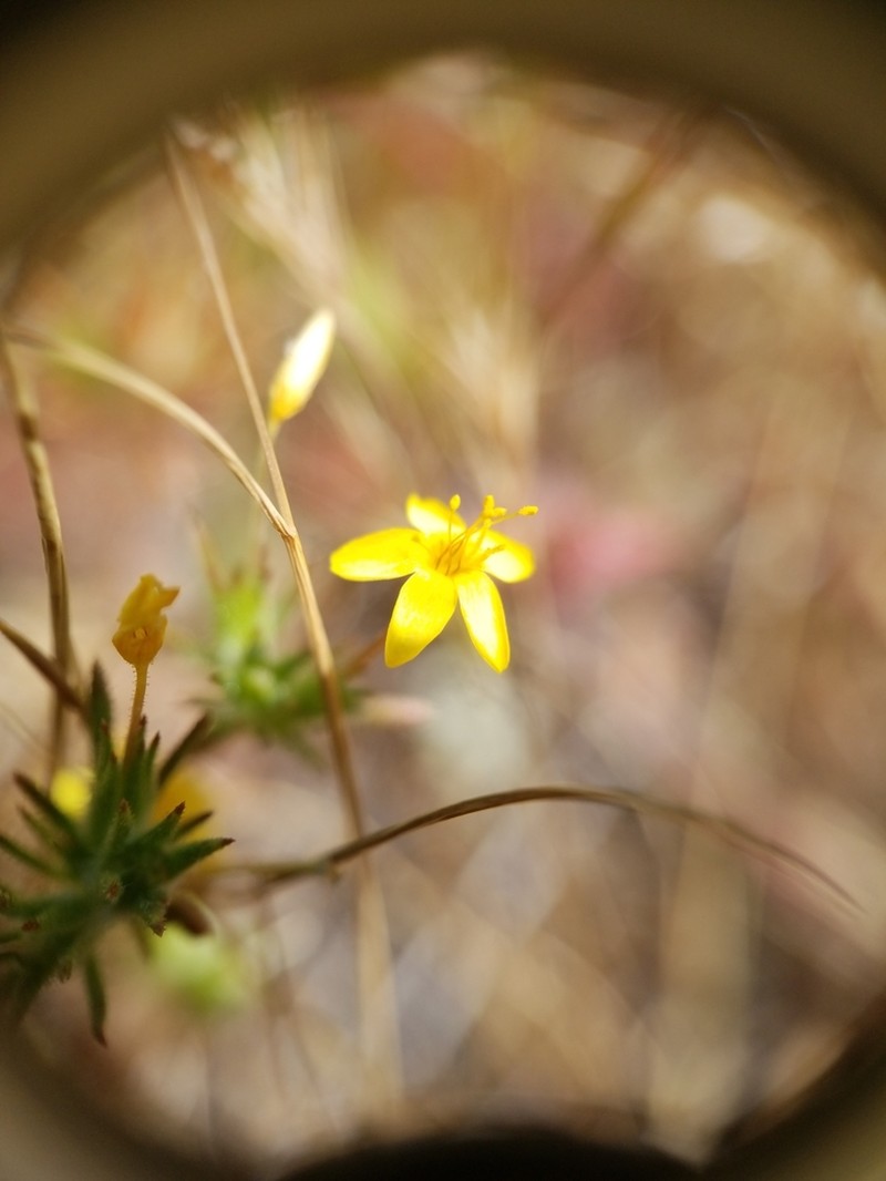Bristly Linanthus photo 8