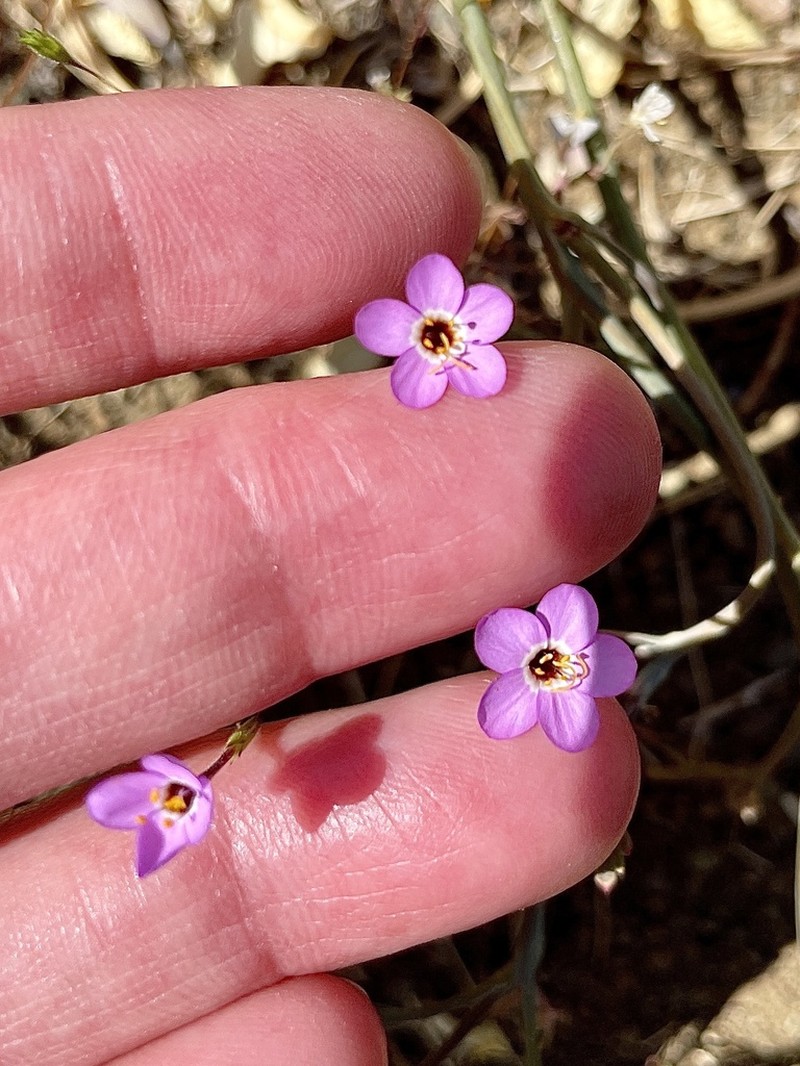 Serpentine Linanthus