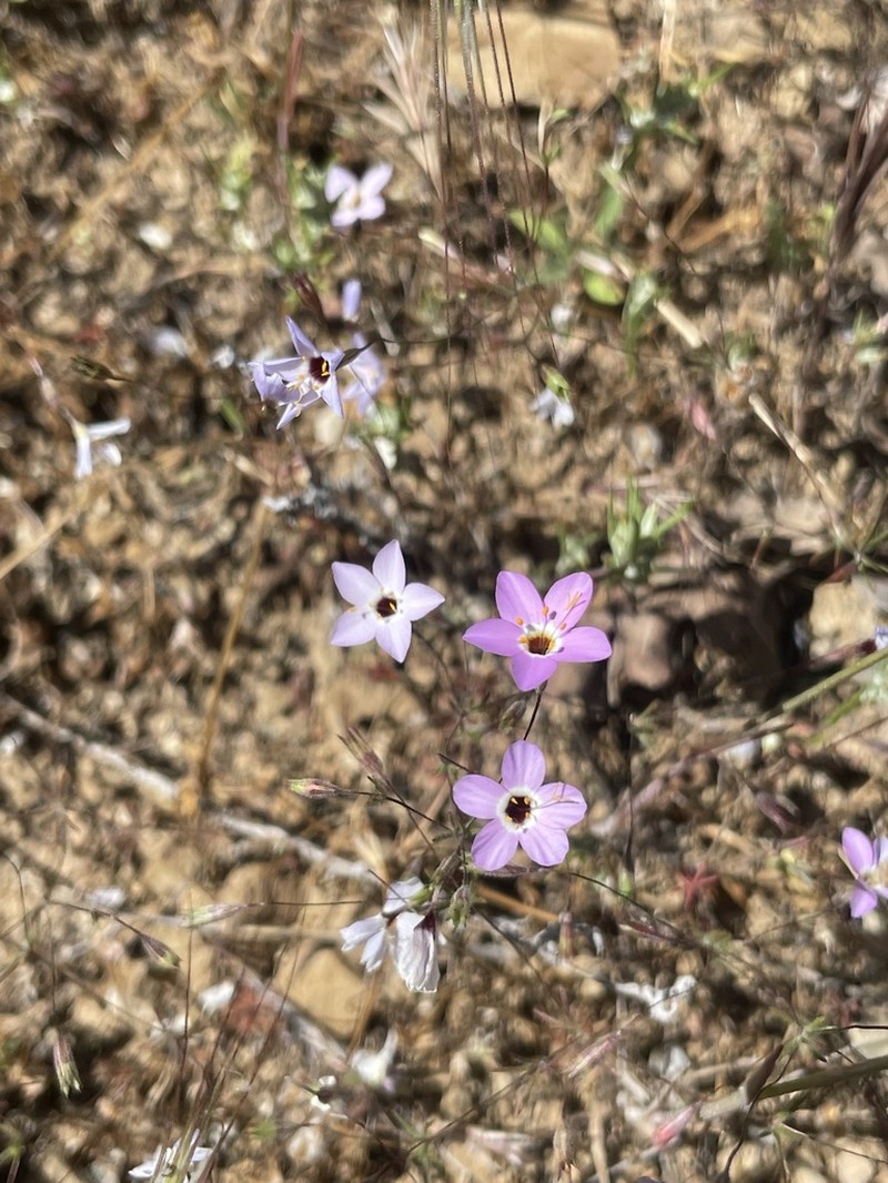 Serpentine Linanthus photo 2