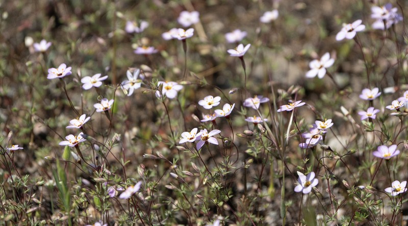 Serpentine Linanthus photo 3
