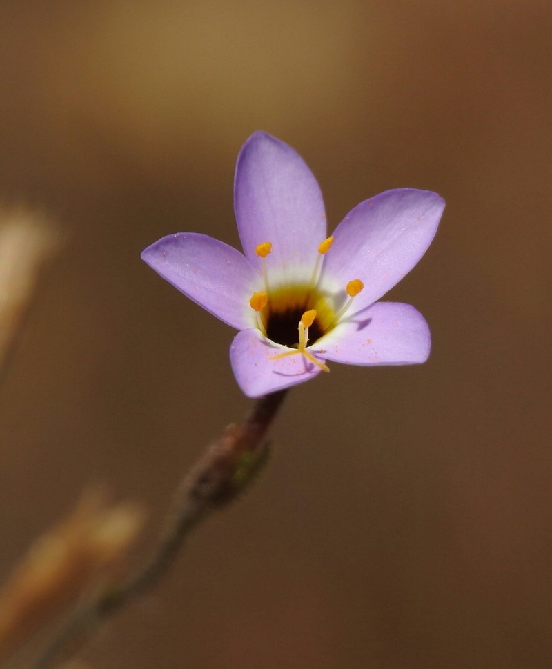Serpentine Linanthus photo 4