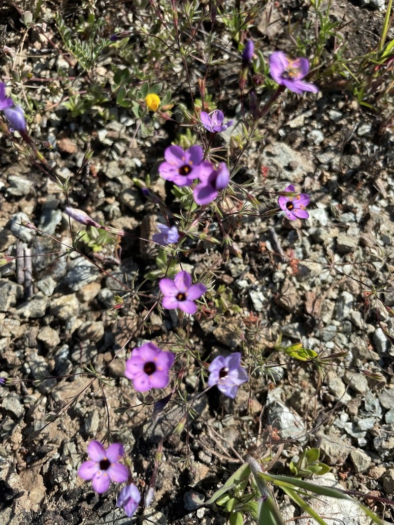 Serpentine Linanthus photo 5