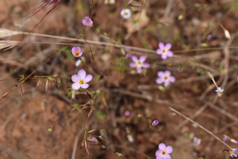 Serpentine Linanthus photo 6