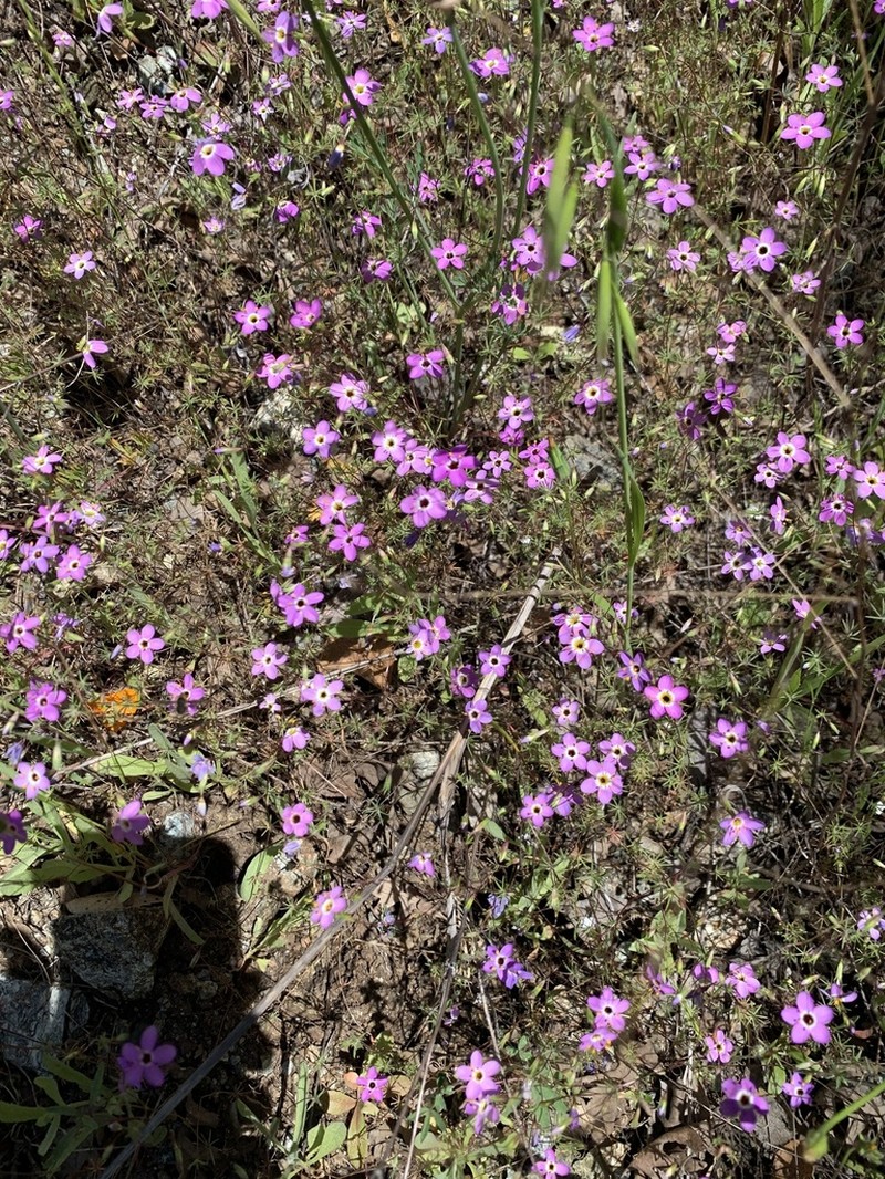 Serpentine Linanthus photo 7