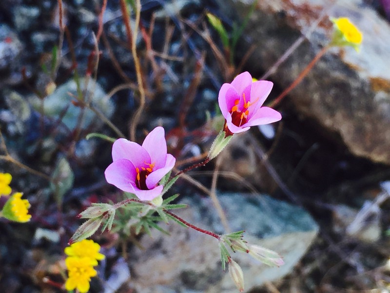 Serpentine Linanthus photo 8