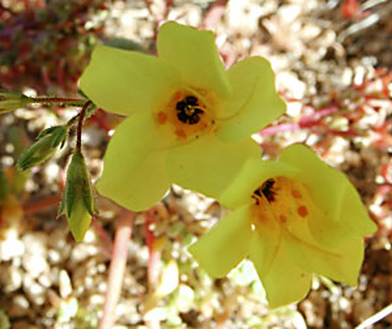 Golden Linanthus