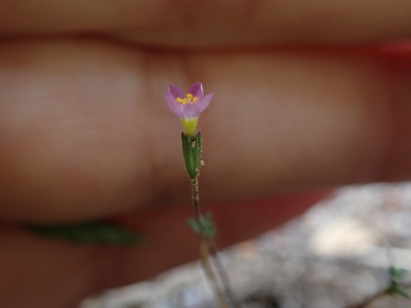 Bolander's Linanthus