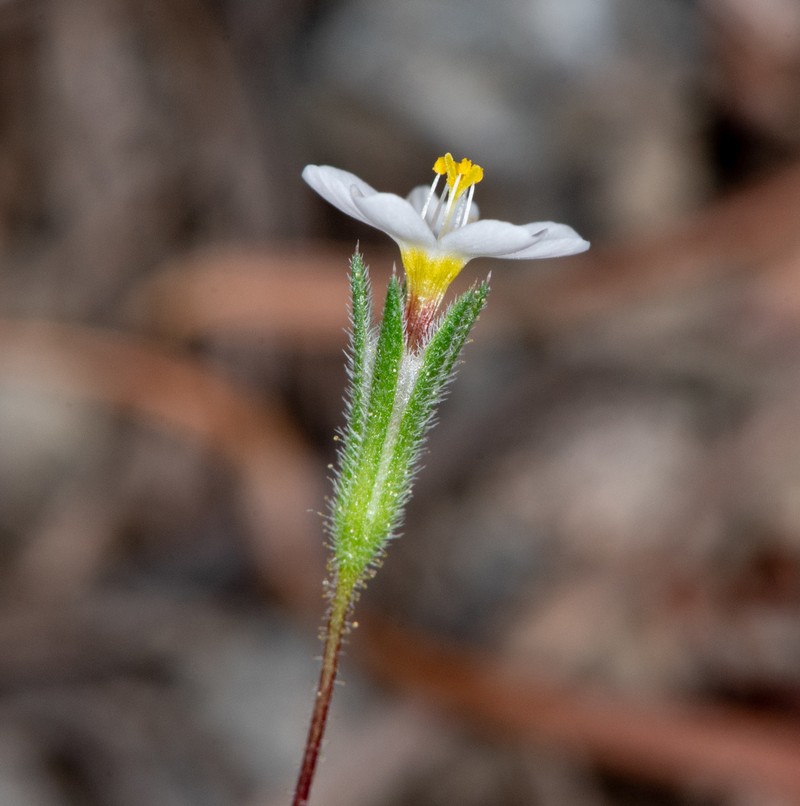 Bolander's Linanthus photo 2