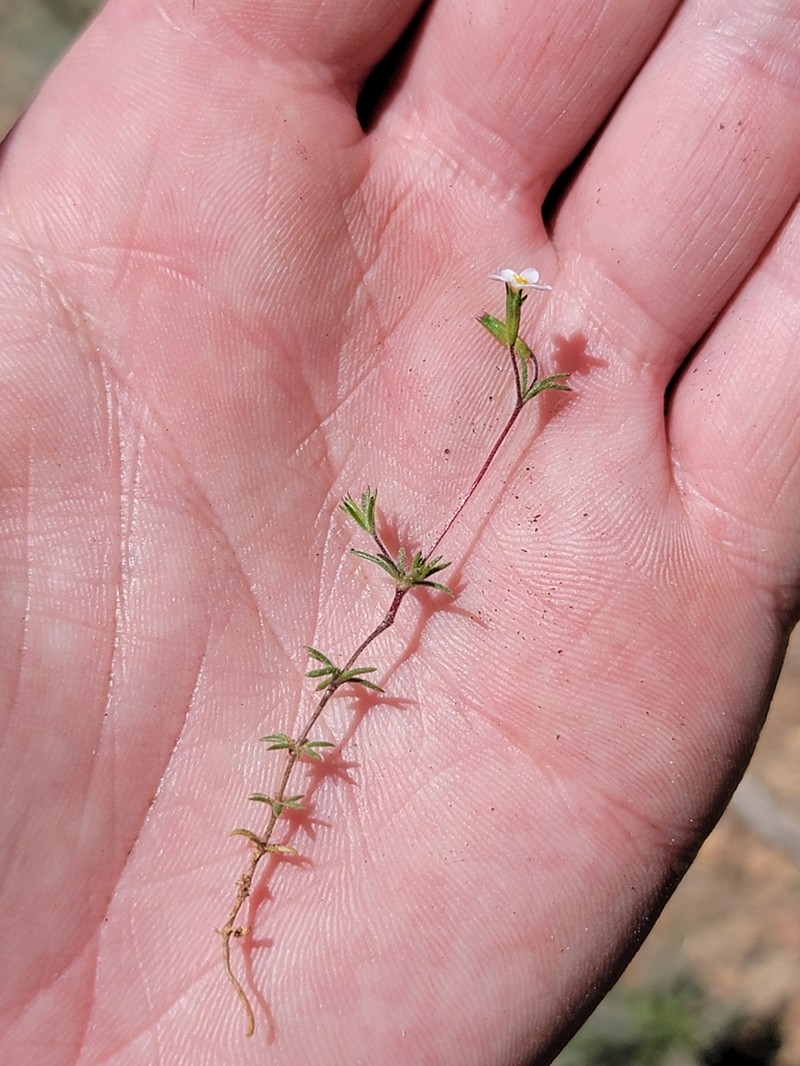 Bolander's Linanthus photo 3