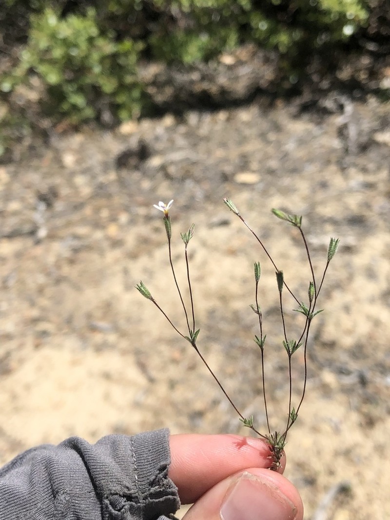 Bolander's Linanthus photo 4