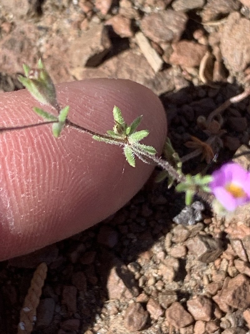 Bolander's Linanthus photo 5