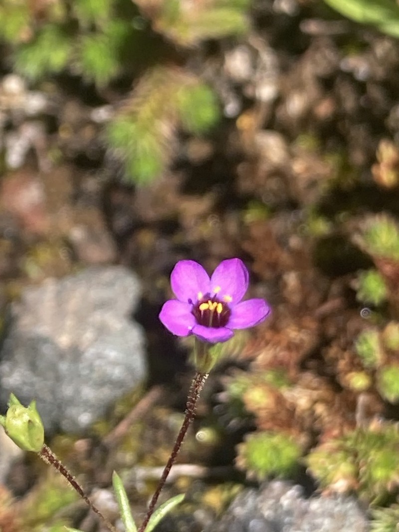 Bolander's Linanthus photo 6