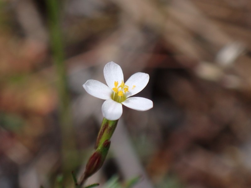 Bolander's Linanthus photo 7