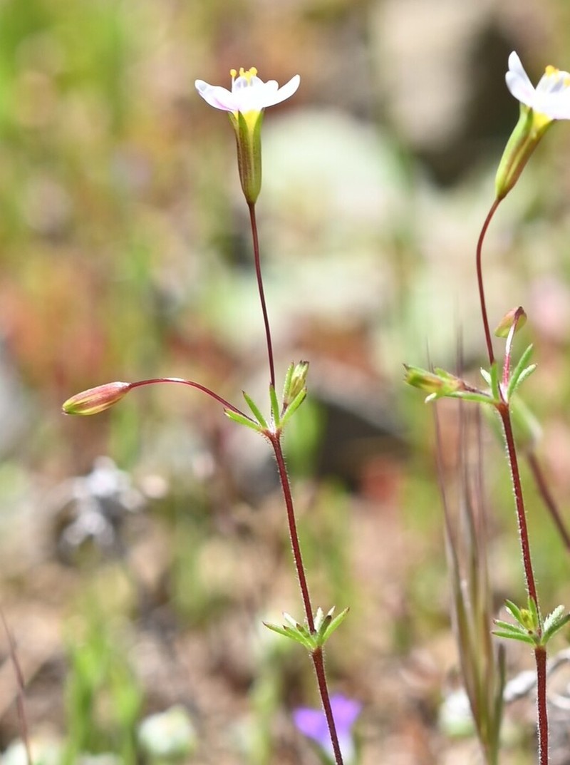 Bolander's Linanthus photo 8