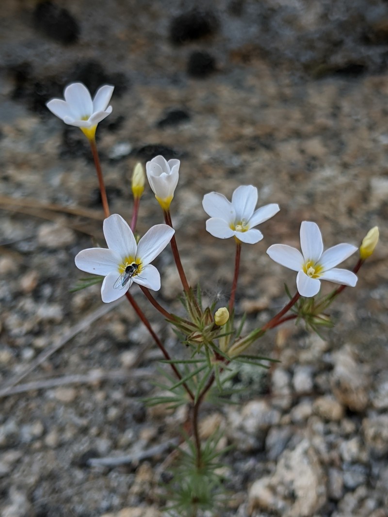 Mojave Linanthus