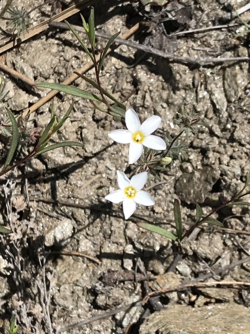 Mojave Linanthus