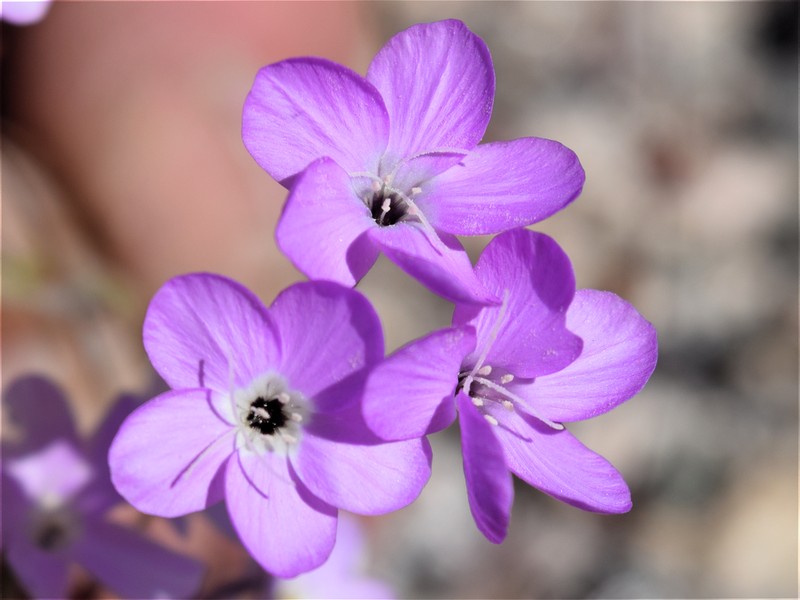 Mojave Linanthus photo 2