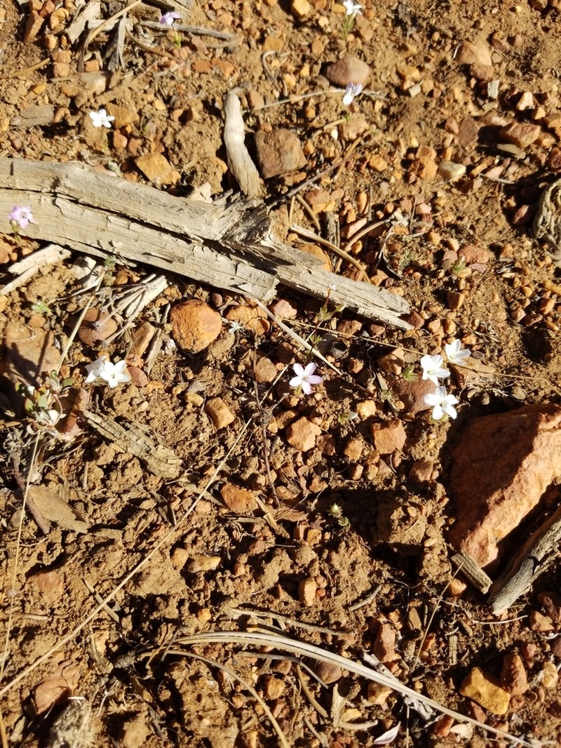 Mojave Linanthus photo 3