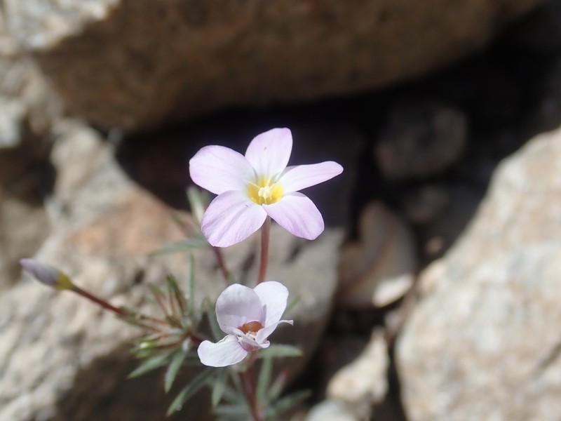 Mojave Linanthus photo 4
