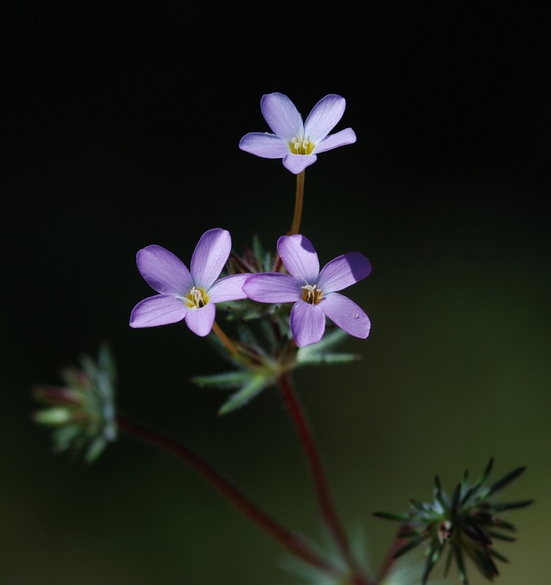Mojave Linanthus photo 5