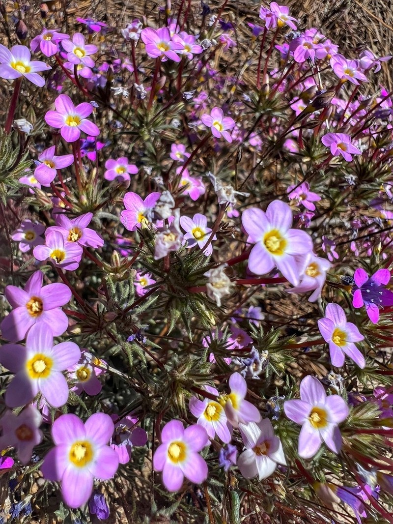 Mojave Linanthus photo 6