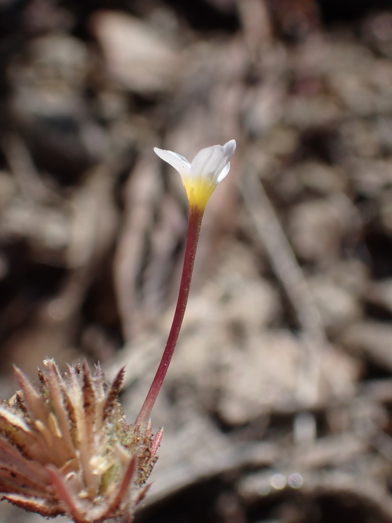 Mojave Linanthus photo 7