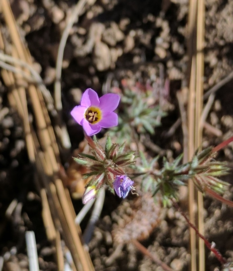 Mojave Linanthus photo 8