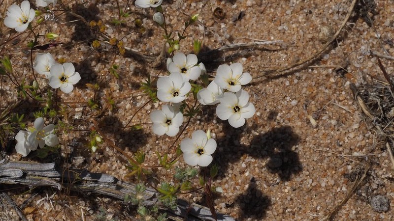 Leptosiphon chrysanthus photo 3